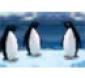 Turbocharged Penguins Game