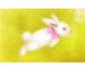 Bunnies and Eggs Game